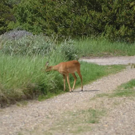 Holiday home Awesome In With Sauna *